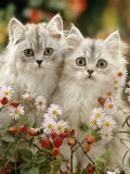 Domestic Cat, Two Silvertabby Persian Kittens Among Michaelmas Dasies and Rose Hip