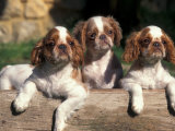 Three King Charles Cavalier Spaniel Puppies on Log