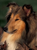 Rough Collie Portrait