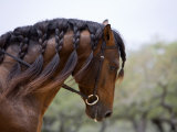 Bay Andalusian Stallion, with Plaited Mane and Bridle, Austin Texas, USA