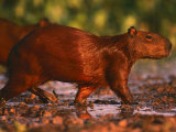 Capybara, Pantanal, Brazil