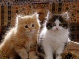 Domestic Cat, 8-Week, Red and Tabby White Persian Cross Kittens