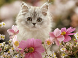 Domestic Cat, Silvertabby Kitten Among Michaelmas Dasies, Japanese Anemones and Cosmos Dasies