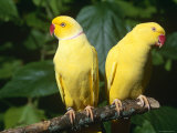Alexandrine Parakeet, USA