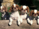 Four King Charles Cavalier Spaniel Puppies with Log