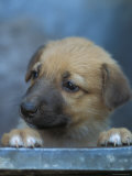 Buy Half / Mixed Breed Puppy at AllPosters.com