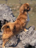 Tibetan Spaniel Perching on Rocks for a Better View