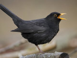Blackbird (Turdus Merula) Male Singing, Helsinki, Finland