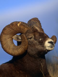 Rocky Mountain Bighorn Sheep, Jasper National Park, Alberta, Canada