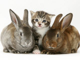 Buy Tabby Kitten with Two Rabbits at AllPosters.com