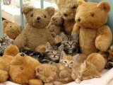 Domestic Cat, Five Kittens in Cot with Teddy Bears