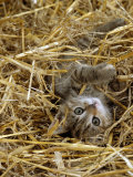 Domestic Cat, Tabby Farm Kitten Playing in Straw