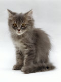 Domestic Cat, 10-Week, Grey Tabby Persian-Cross Kitten