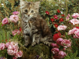 Domestic Cat, 8-Week, Long Haired Tabby Kitten with Pink Roses