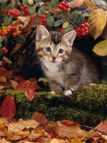 Domestic Cat, Tabby Kitten Among Autumn Leaves and Cottoneaster Berries
