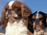 Two King Charles Cavalier Spaniel Adults