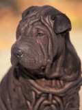 Black Shar Pei Puppy Portrait Showing Wrinkles on the Face and Chest