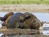Black Rhinoceros, Wallowing and Rolling in Mud, Etosha National Park, Namibia