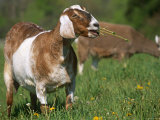 Domestic Goat, Grazing, USA