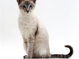 Domestic Cat, Blue Tabby-Point Siamese Male Sitting