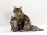 Domestic Cat, Fluffy Tabby with Her Two Kittens