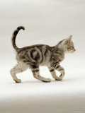 Domestic Cat, 14-Week, Silver Tabby Male Kitten