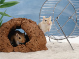 Gerbils at Play