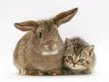 British Shorthair Brown Tabby Female Kitten with Young Agouti Rabbit