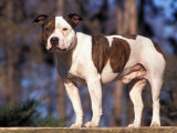 Staffordshire Bull Terrier Portrait