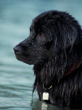 Black Newfoundland Standing in Water