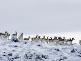 Pronghorn Antelope, Herd in Snow, Southwestern Wyoming, USA