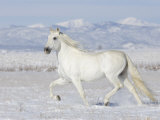 Grey Andalusian Stallion Trotting in Snow, Longmont, Colorado, USA