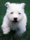 Buy West Highland Terrier / Westie Puppy Walking at AllPosters.com