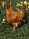 Domestic Chicken, Amongst Daffodils, USA