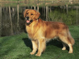 Golden Retriever (Canis Familiaris) Illinois, USA