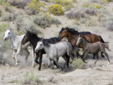 Group of Wild Horses, Cantering Across Sagebrush-Steppe, Adobe Town, Wyoming