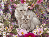 Domestic Cat, British Shorthaired Silver Spotted Tabby with Her 8-Week Kitten Among Flowers