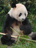Giant Panda, Eating Bamboo