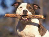 Buy Staffordshire Bull Terrier Carrying Stick in Its Mouth at AllPosters.com