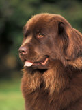 Brown Newfoundland Portrait