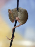 Domestic Mouse up Plant Stem
