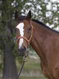 Bay Thoroughbred Gelding with Headcollar and Lead Rope, Fort Collins, Colorado, USA