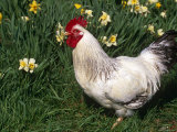 Domestic Chicken, Rooster Amongst Daffodils, USA