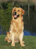 Domestic Dog Sitting Portrait, Golden Retriever (Canis Familiaris) Illinois, USA