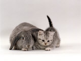Buy Domestic Cat, Silver Spotted Kitten with Silver Lop Eared Rabbit, Colour Coordinated at AllPosters.com