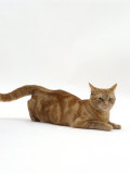 Domestic Cat, Ginger Tabby Female in Lordosis When on Heat / Oestrus
