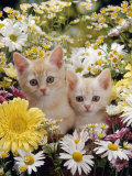 Domestic Cat, Two Cream Kittens Among Dasies and Feverfew
