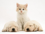 Lilac Tortoiseshell Kitten Between Two Sleeping Golden Retriever Puppies