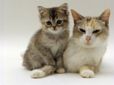 Domestic Cat, Silver Tortoiseshell-And-White Mother with Her 8-Week Tabby Kitten