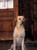 Yellow Labrador Retriever Sitting in Front of a Door Premium Poster